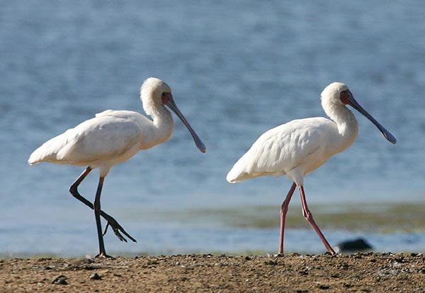 African Spoonbill photo