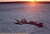 Springbok skeleton, Makgadikgadi Pans, Botswana