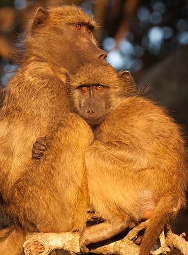 Baboon mother and youngster, Kruger National Park
