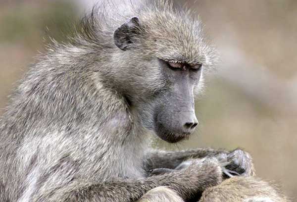 baboon grooming, close-up, Kruger National Park