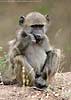 Baboon nibbling on snack, Kruger Park