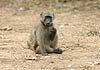 Picture of baboon, Kruger Park, South Africa