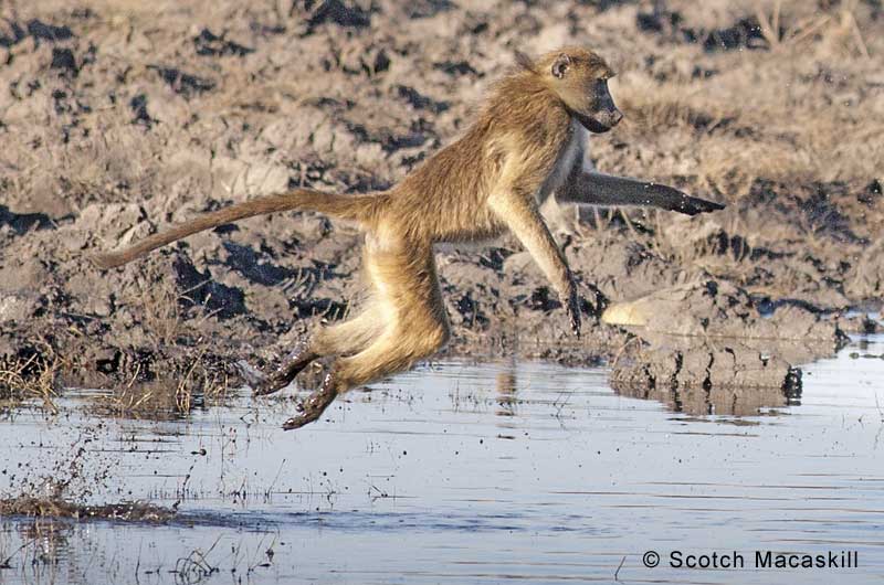 Baboon leaps from river bank to cross river