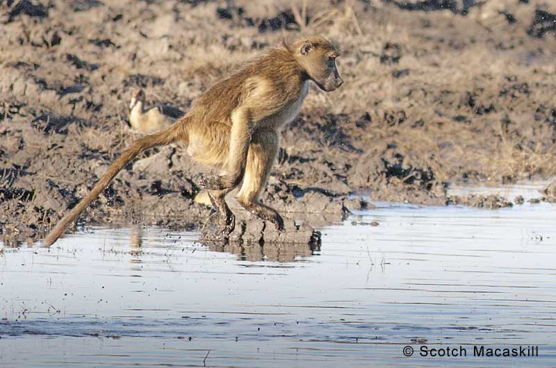 Baboon in mid-air during river crossing