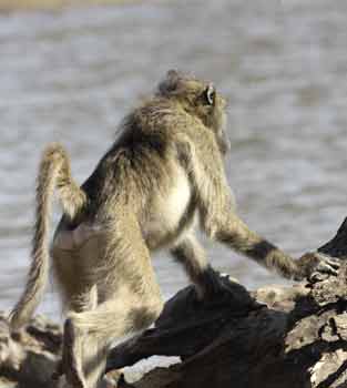 Baboons skirmishing, Hwange National Park, Zimbabwe
