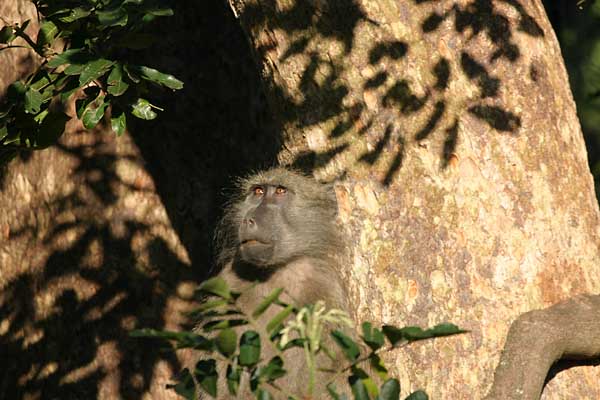 Baboon perched in tree