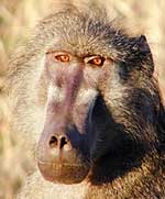 Chacma baboon close-up