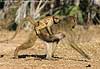 baboon carrying baby on back