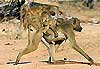 Baboon carrying baby on back
