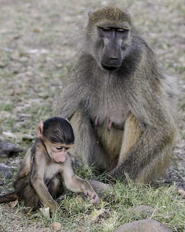 Baboon mother keeps eye on baby baboon