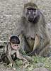 Baboon mother watching over baby