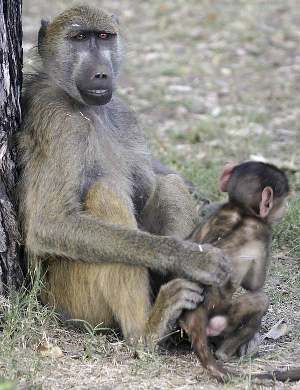 Baboon mother caring for her baby
