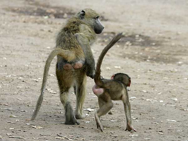 Baboon mother with uoungster