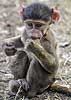 Baby baboon nibbling on orange peel