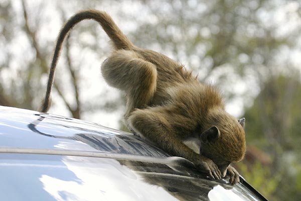 Baboons damaging vehicle