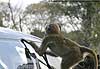 baboon pulling loose windscreen beading