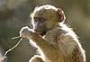 Young baboon nibbling on twig, Zambia