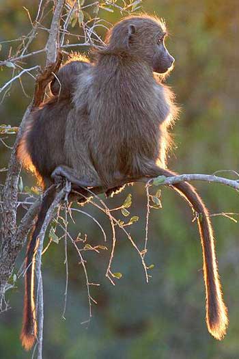 Young baboons in tree, backlit