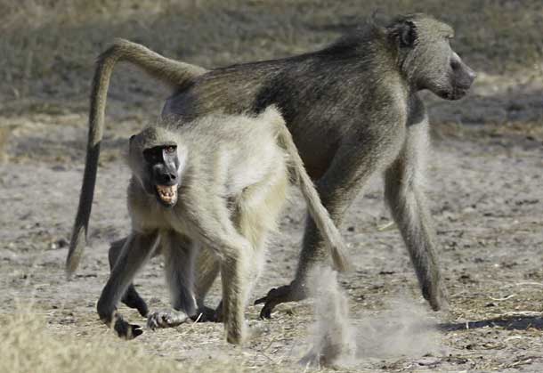 Baboon bares teeth in fear, Hwange National park, Zimbabwe