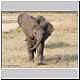 baby elephant walk