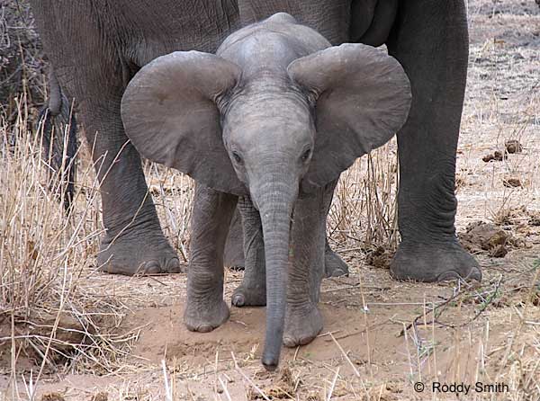 Baby Elephant picture