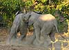 baby elephants jostling