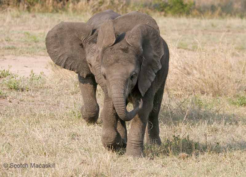 Baby elephant gets in step with leader