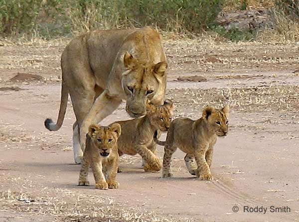 Picture of baby lions