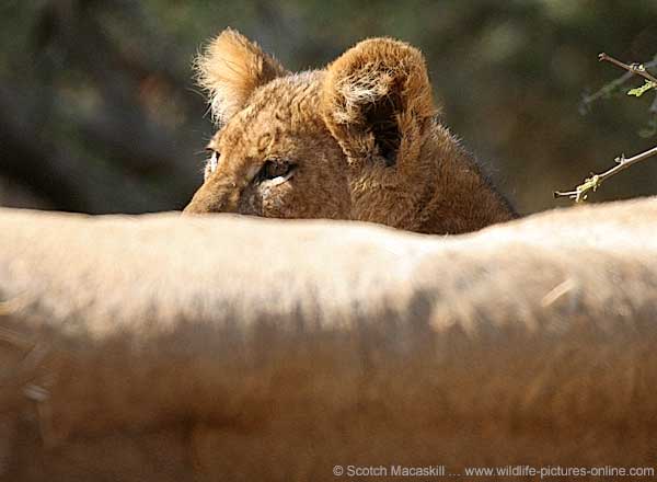 Baby Lion with mother lying in foreground