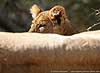 lion cub with mother