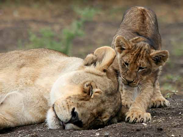 Baby lion with sleeping mother, Mashatu Game Reserve, Botswana