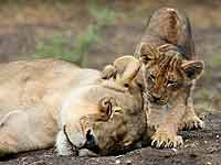 baby lion cub with mother