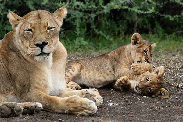 Baby lion pair with mother, Mashatu Game Reserve, Botswana