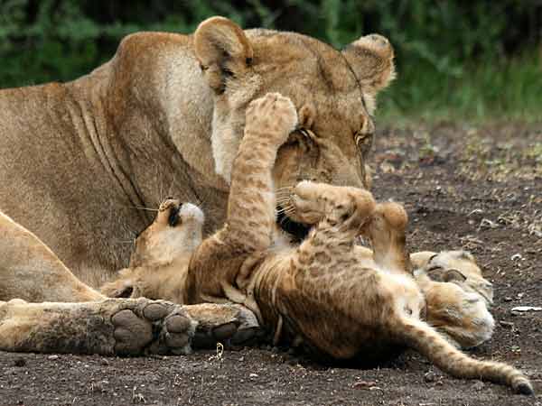 Baby lion playing with its mother, Mashatu GR, Botswana