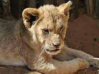 baby lion cub portrait
