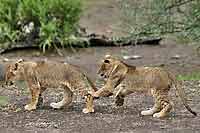 baby lions at play, learning hunting skills