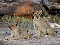 Trio of lion cubs relaxing