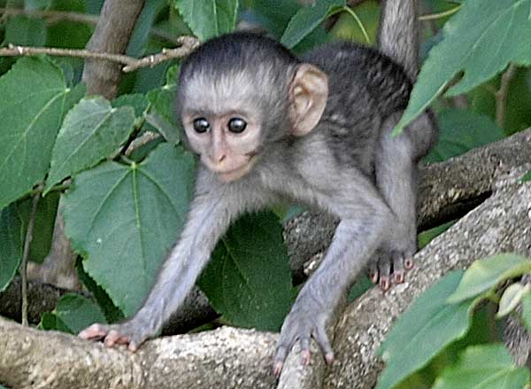 Bush Baby Monkey