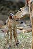 Baby Nyala antelope with mother