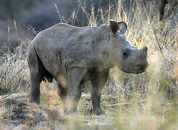 Baby Rhino Picture