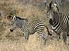 Baby Zebra foal with its mother