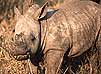 Photo of baby white rhino