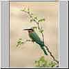 Whitefronted Bee-eater