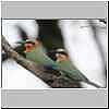 Pair of Whitefronted bee-eaters
