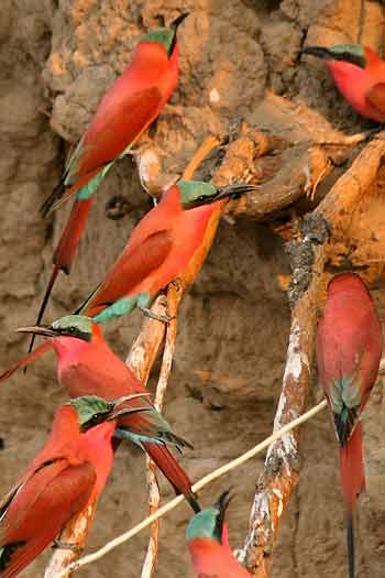Carmine bee-eaters nesting in river bank, Shakawe, Botswana