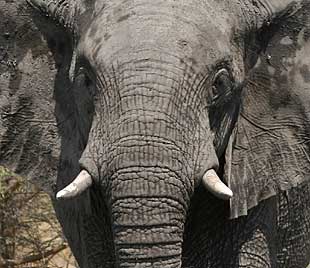 African elephant - Big 5