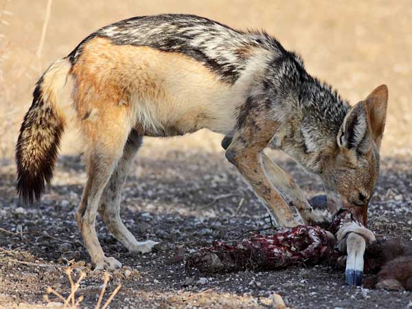 black-backed jackal chewing on bone