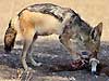 black-backed jackal gnawing on bone
