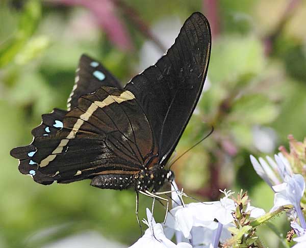 blue-banded swallowtail butterfly on plumbago flower