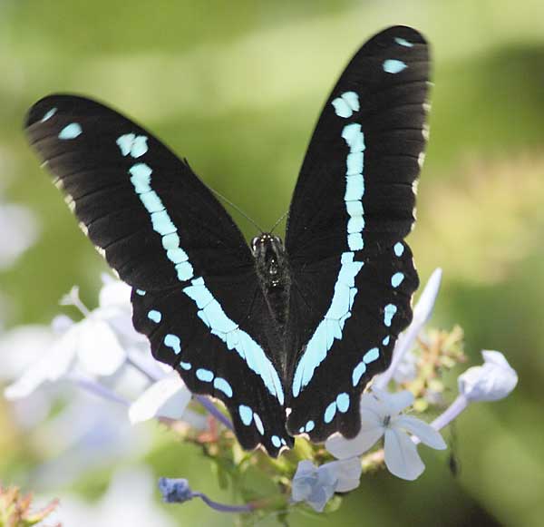 Blue-banded swallowtail bufferfly